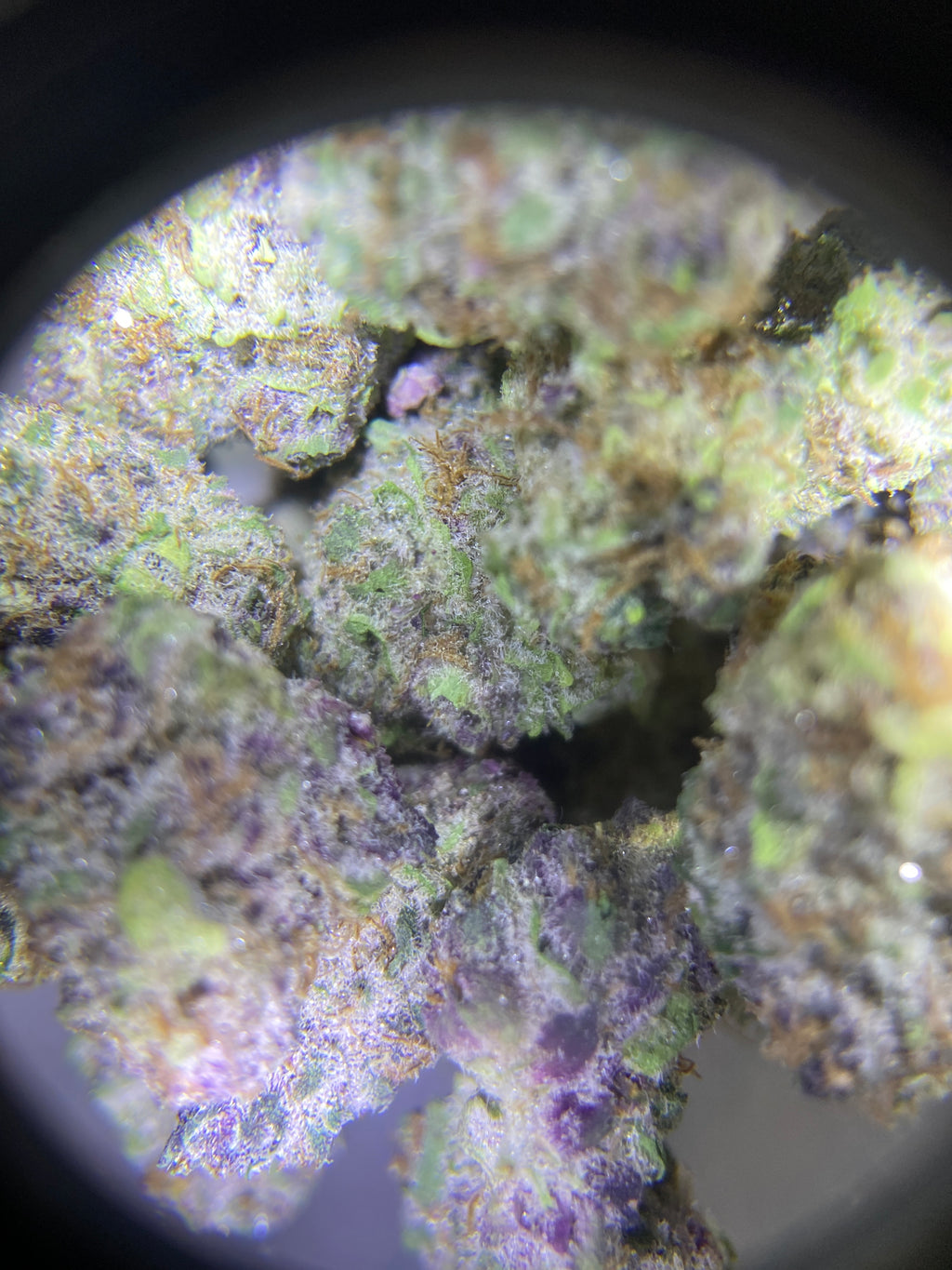 2g Blackberry (INDOOR GRADE)
