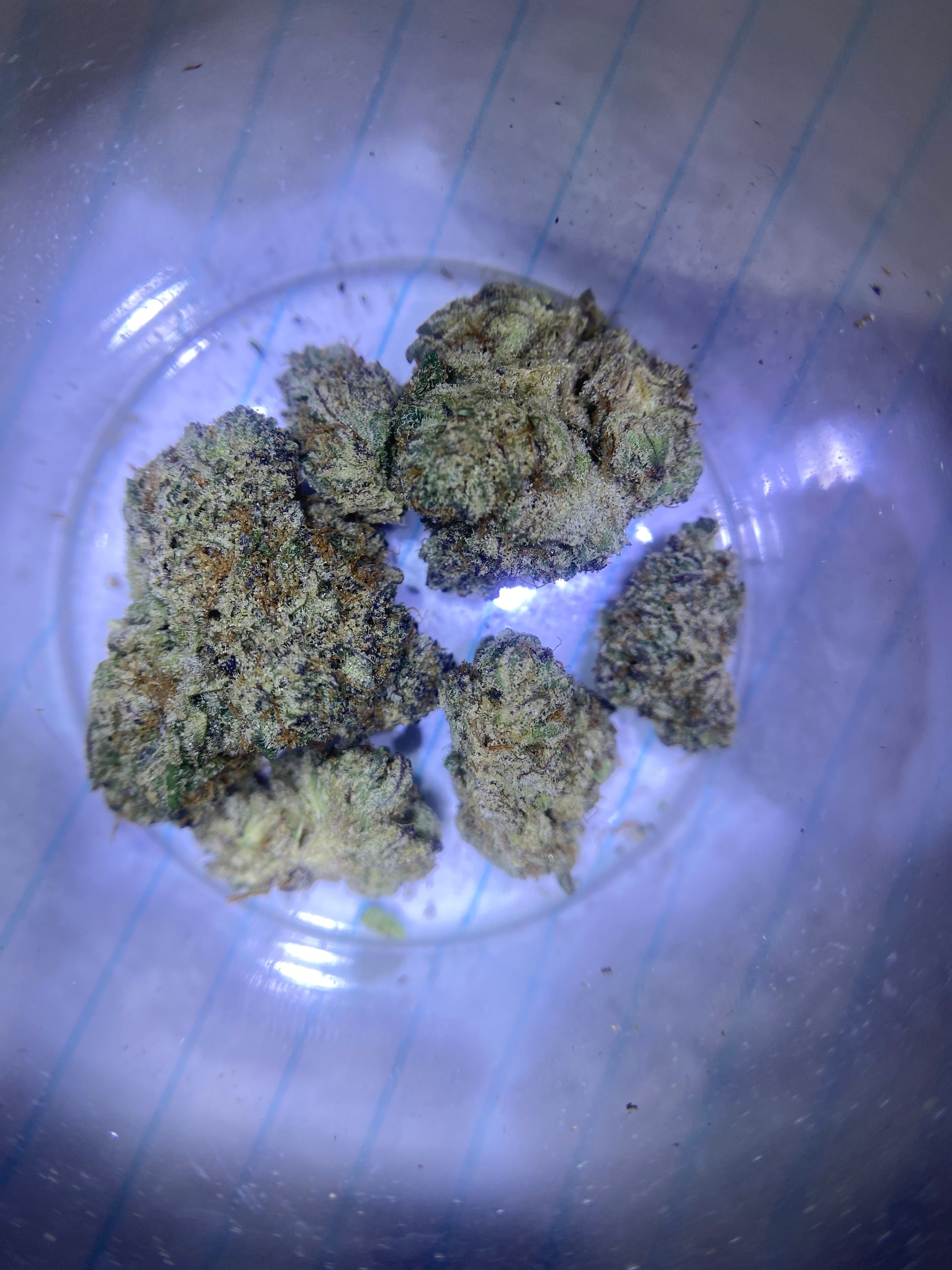 2g Blue Zushi (INDOOR)