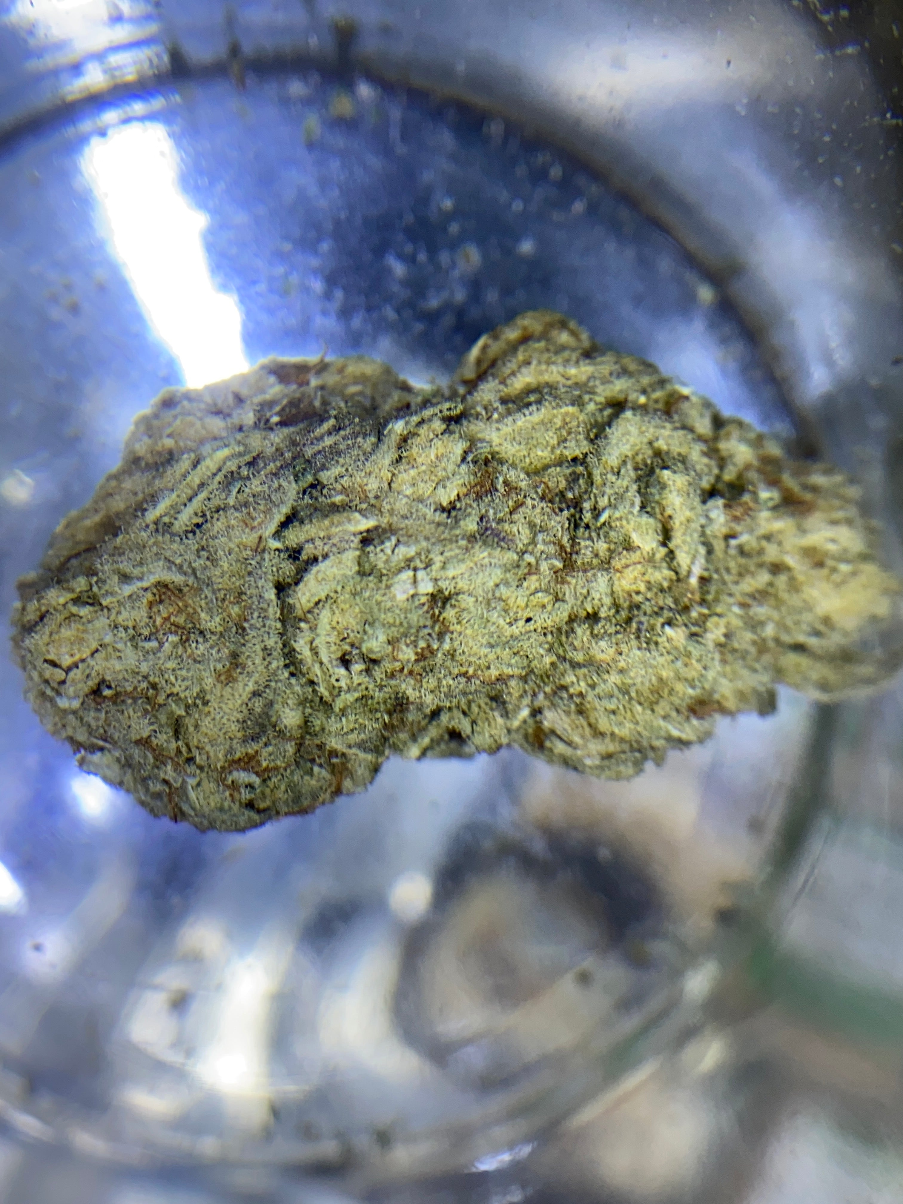 2g Cream slice (INDOOR GRADE)