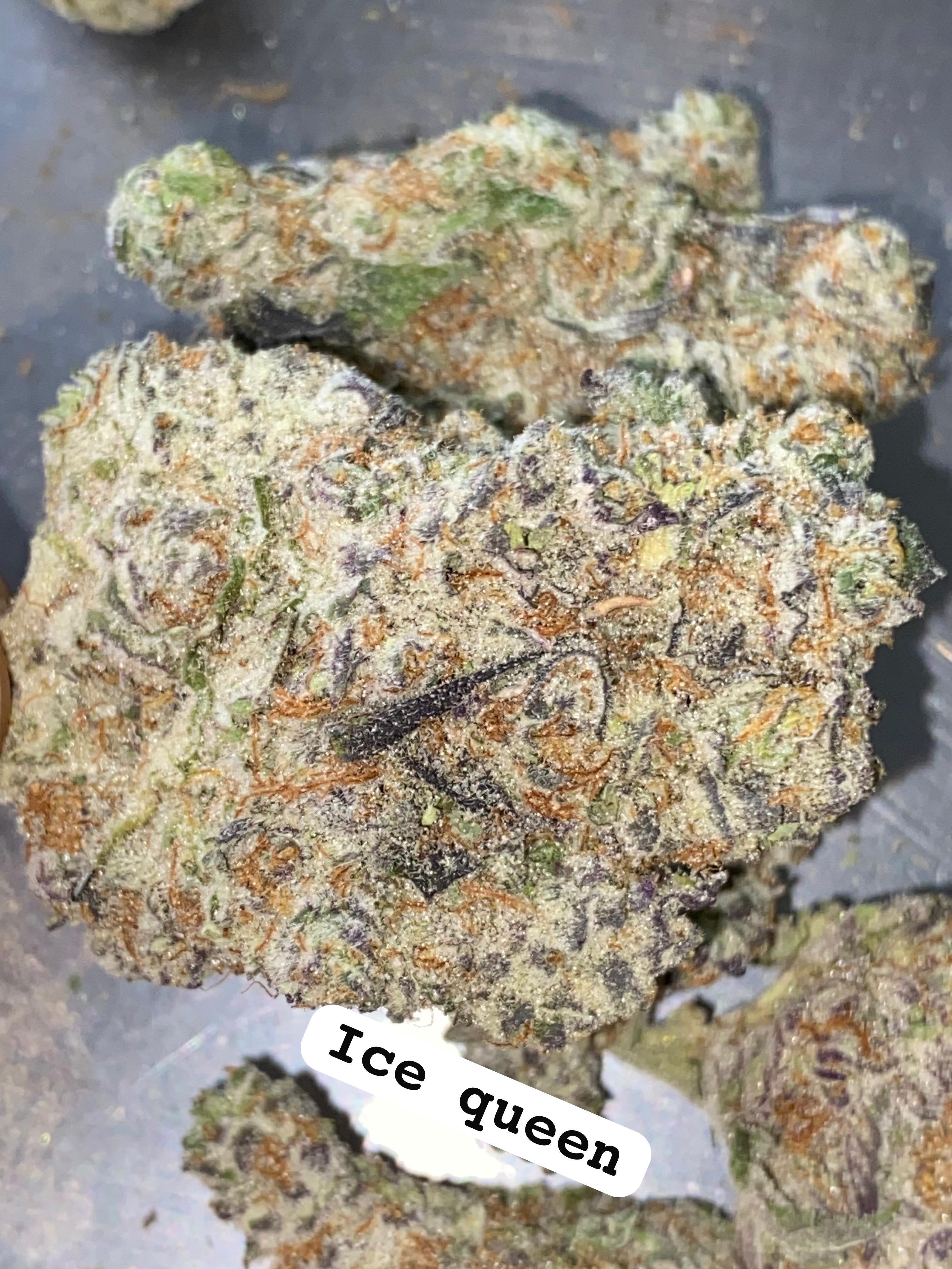 ICE QUEEN STRAIN                              Cannabis palace