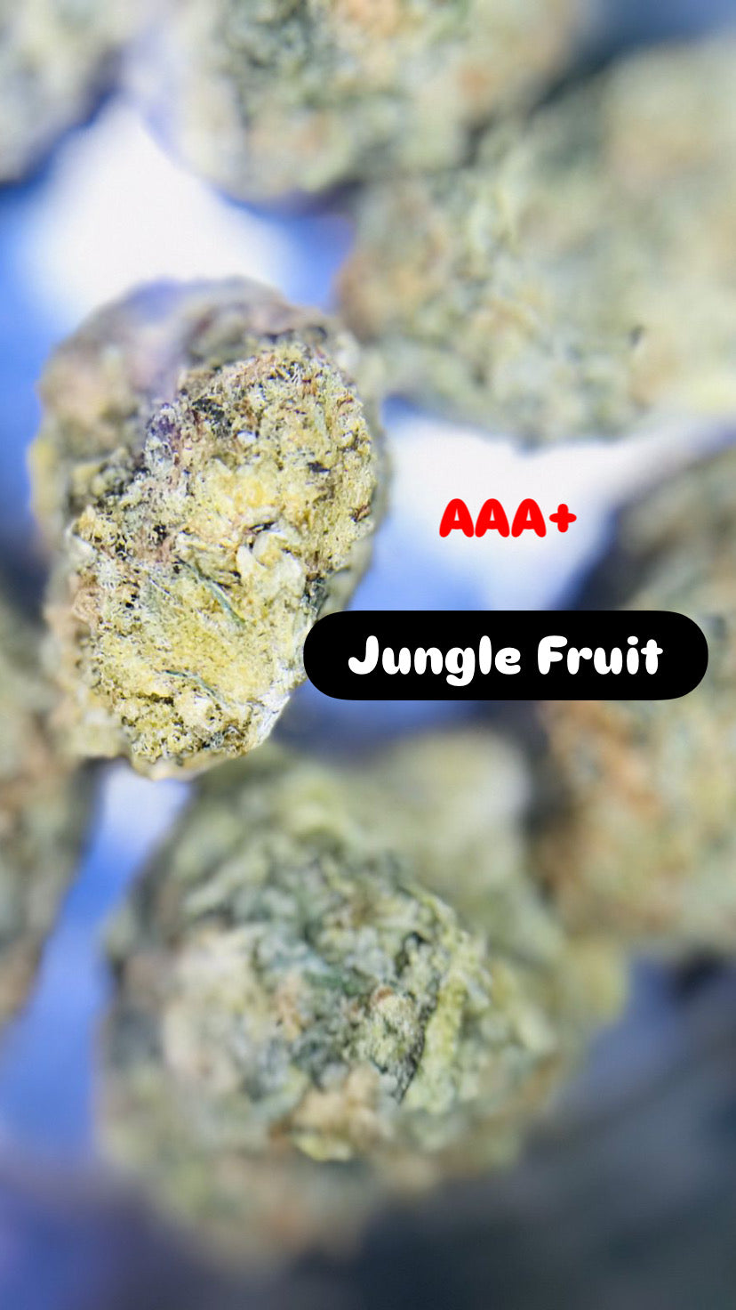 Jungle Fruits Strain                               Cannabis Palace