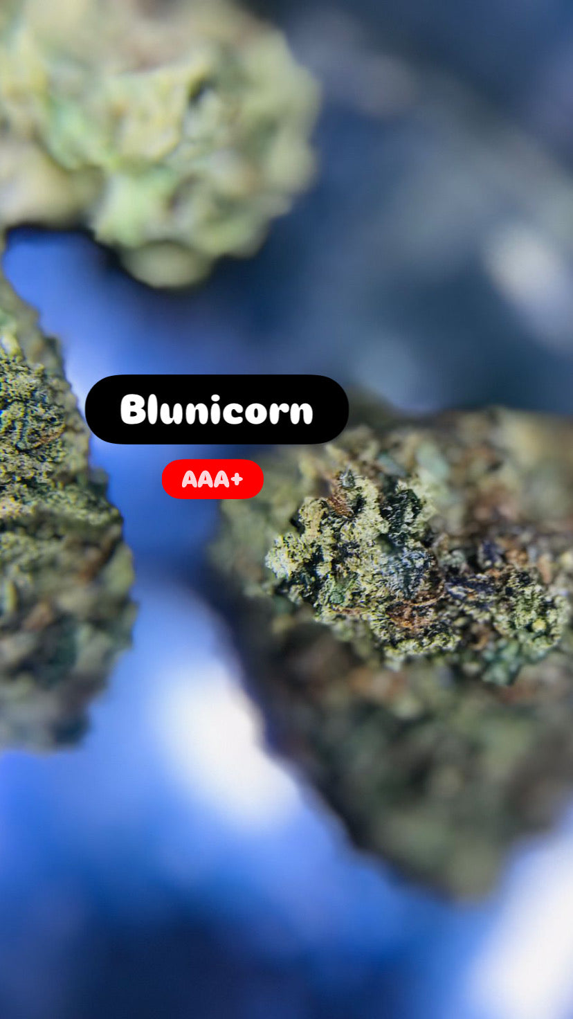 Blunicorn Strain                                    Cannabis Palace