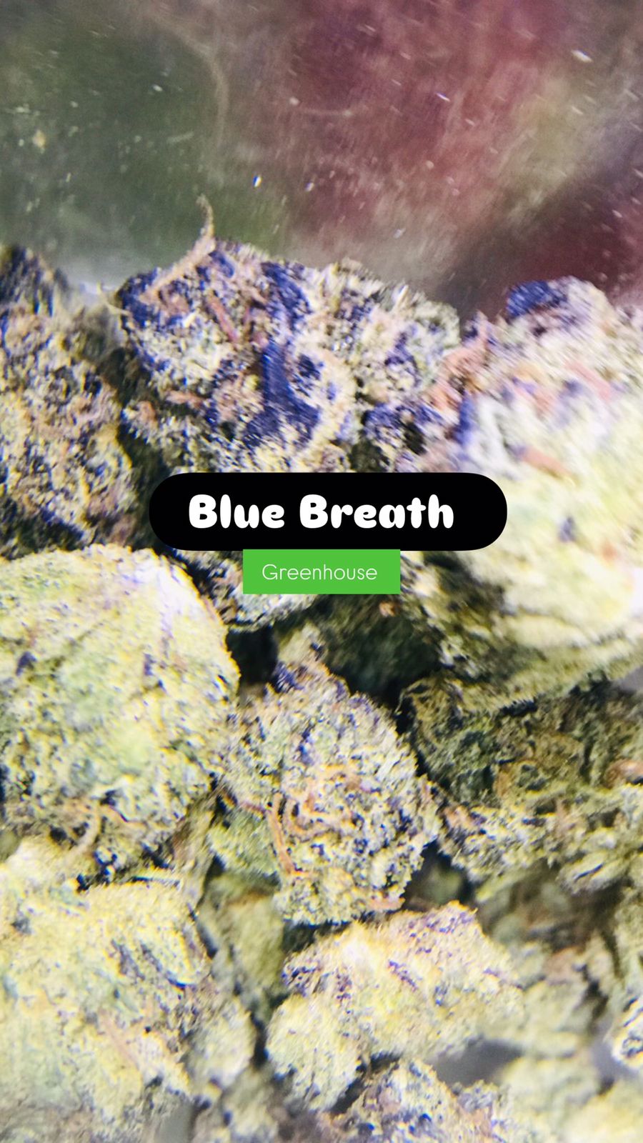 Blue Breath Strain                                Cannabis Palace