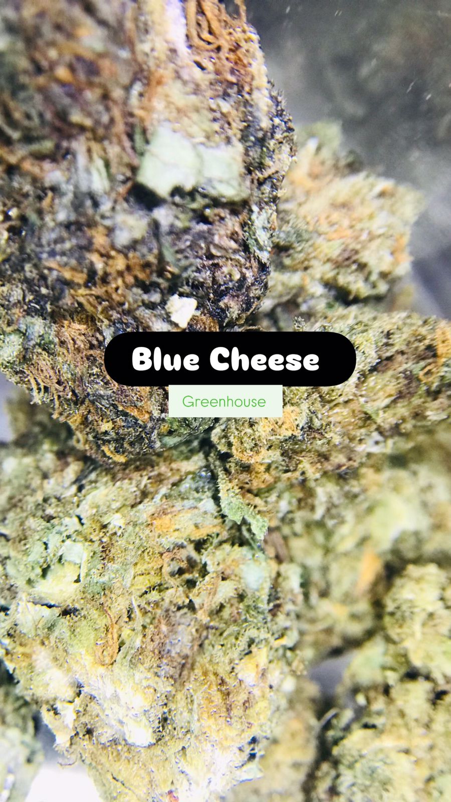 Blue Cheese Strain                               Cannabis Palace