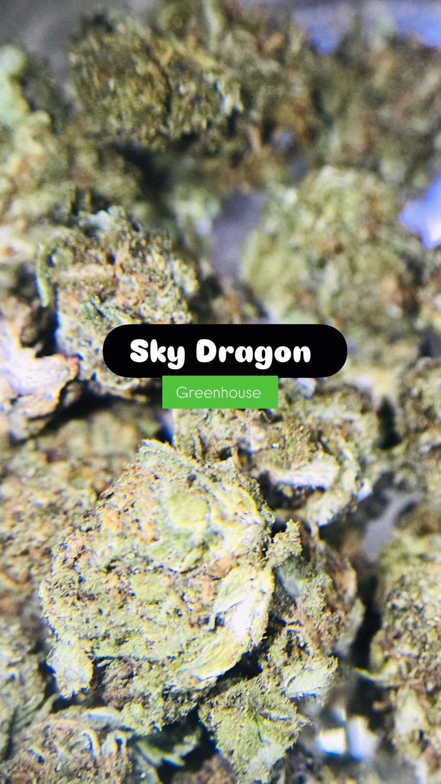 Sky Dragon Strain                                Cannabis Palace