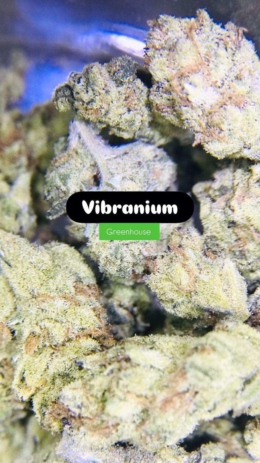 Vibranium Strain                                    Cannabis Palace