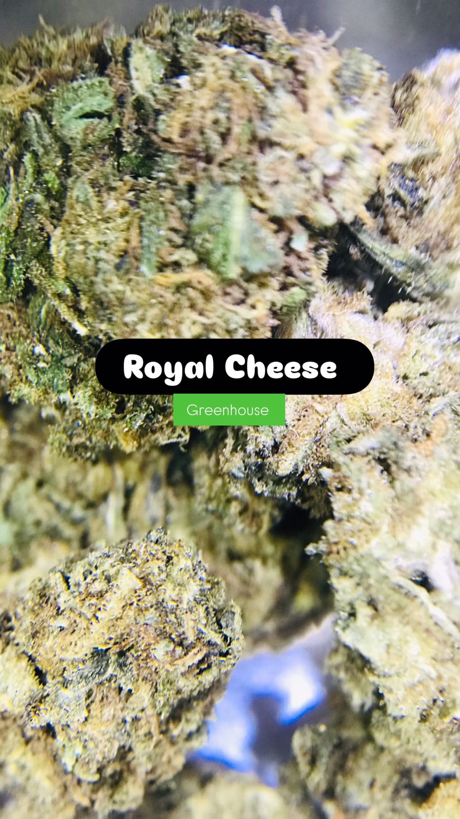 Royal Cheese Strain                             Cannabis Palace