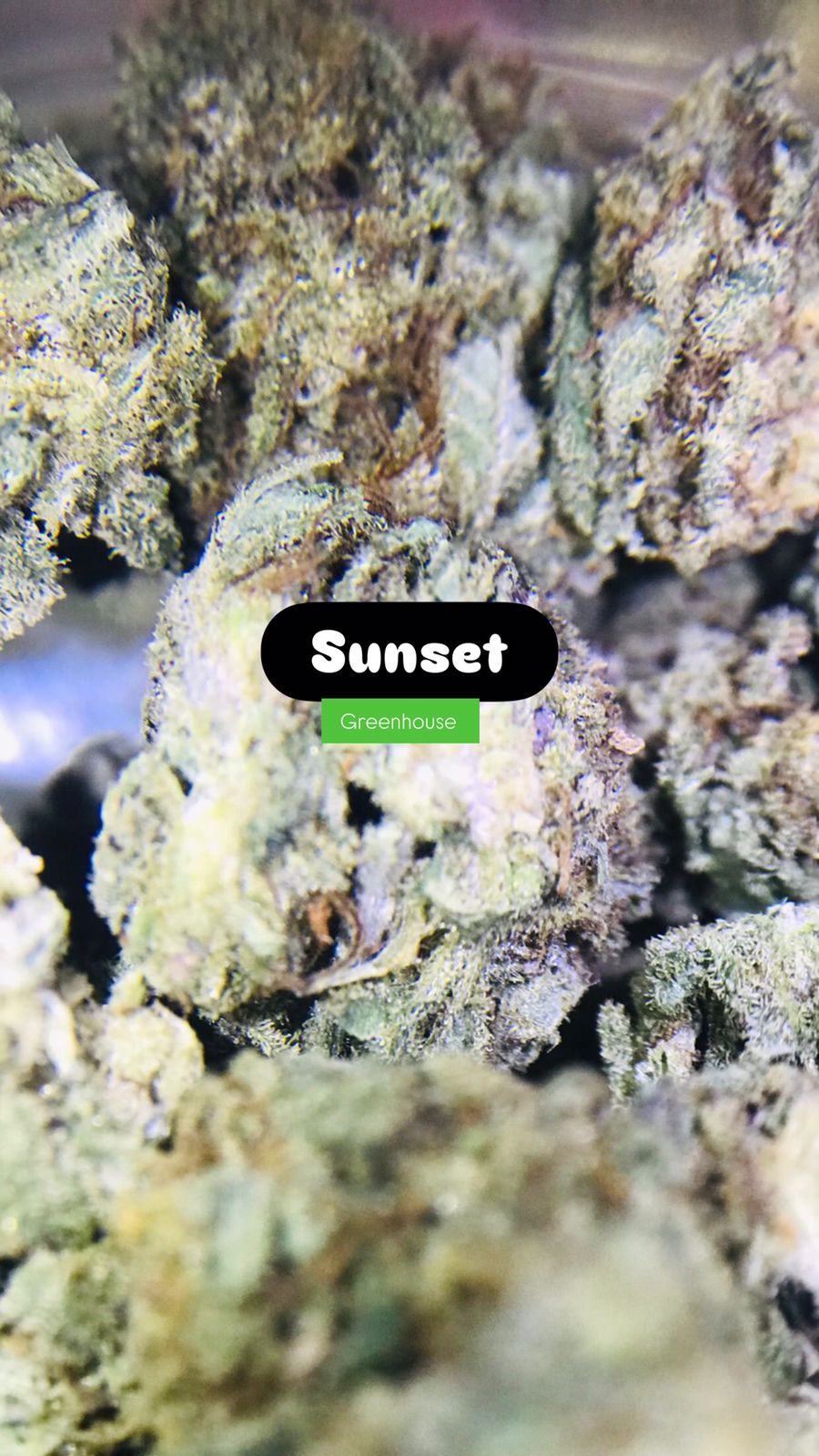6g SUNSET